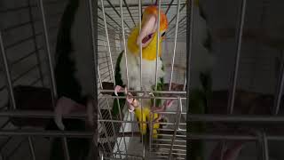 Let me out early long johns chicken greenlegged kake kake parrot goldenheaded kake devili [upl. by Melly]