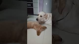 ANGEL and DAISY playing together goldenretriever labrador [upl. by Nolly]