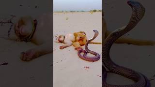 Cobra and monkeysnakemonkeyanimalskingsnakewildlifemonkeybabycobrajunglesnakeshortvideo [upl. by Iaoh73]