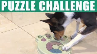 Basenjis Challenged By Paw Puzzles [upl. by Halladba409]