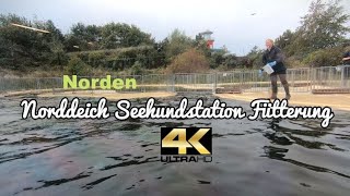 4K  Norddeich Seehundstation Fütterung  Nationalpark Nordsee Heuler [upl. by Cousins312]