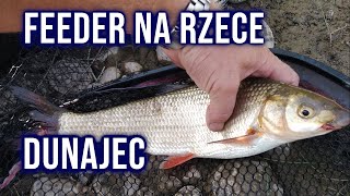 Letni Feeder na rzece Dunajec  ŚWINKI  BRZANY KLENIE [upl. by Calvo302]