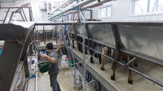 New TRANS Iowa Lowcost Parlor Milking Facility  2015 [upl. by Osnerol]