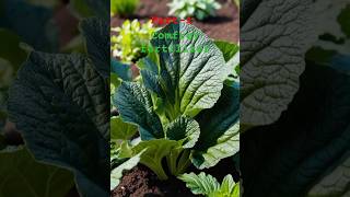 Comfrey Plant For Fertilizer Comfrey Tea For Plants🤑viralshort shorts gardening [upl. by Particia851]