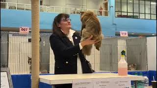 TICA Cat Show in Leatherhead United Kingdom [upl. by Assenal745]