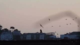 Whitetailed Eagle pair hunting over Brownsea Lagoon at dawn  171123  Nicki Tutton [upl. by Matthia]