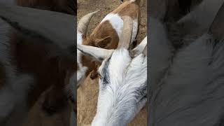 Crunch Test 1 bell pepper Ed goat funny cute cutefarmanimals babyanimal farmlife animals [upl. by Eyeleen]