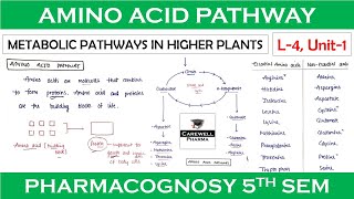 Amino acid pathway  L4 Unit1  Metabolic Pathways  pharmacognosy 5th sem [upl. by Balbur954]