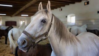 The Lipizzaner Stud Farm in Piber Austria 4K [upl. by Celine766]