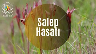 Saleplerimizin hasadına başladık salep orchis orkide serapias [upl. by Barrow]