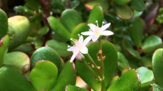 My Crassula Ovata  Money tree flowering Feb 2013 [upl. by Annatnom]