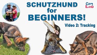 Schutzhund For Beginners Tracking [upl. by Dloreg949]