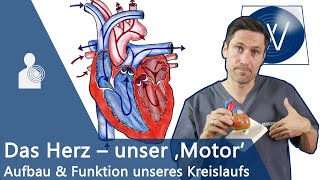 Unser Herz amp Blutkreislauf einfach erklärt Anatomie Funktion und Physiologie vom Lebensmotor [upl. by Cynara]