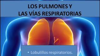 Los pulmones y las vías respiratorias [upl. by Holly-Anne]