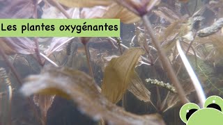 Les plantes oxygénantes dans le bassin dun jardin [upl. by Diraf]