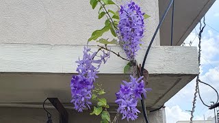 Top 10 Petrea Volubilis Blooming Tips  Sand Paper Vine [upl. by Dnob]