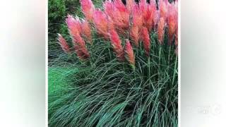 Cortaderia  garden plants [upl. by Possing]