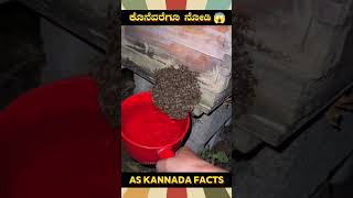 Removing Honeybees From Home  kannada facts karnataka amazing youtubeshorts trendingshorts [upl. by Kellen]