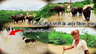 😂हमारी मदद के लिए आए कुछ dog 🐕😂 ताऊ जी ने पानी के अंदर किया डांस 😂vlogs comedy viralvideos [upl. by Strephon]