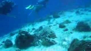 Cozumel Scuba Diving [upl. by Wilonah890]