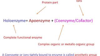 Enzymes History component and classes [upl. by Luben]