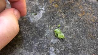 Jewelweed seed pod burst in slow motion [upl. by Wit]