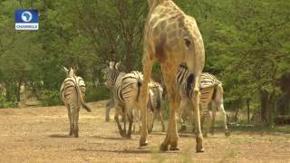 Eye Witness Exploring Yankari Game Reserve amp Sumu Wildlife Park Pt 2 [upl. by Salli]