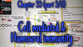 Cell mediated and humoral immunity  chapter 35 part 3 Guyton and Hall text book of physiology [upl. by Hannasus]