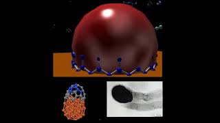 growth Carbon nanotubes [upl. by Encrata]