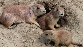 Black Tailed Prairie Dogs Knockhatch Adventure Park [upl. by Lyn742]