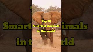 Top 10 Smartest animals in the world [upl. by Rehotsirk335]