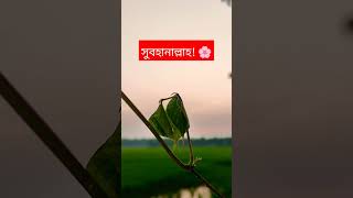 সুবহানাল্লাহ mizanurrahmanazhari motivation islam ইস্তেগফার islamicstatus [upl. by Thrasher182]