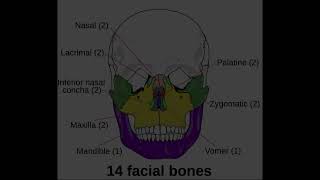 Cranial amp Facial Bones [upl. by Lateehs345]