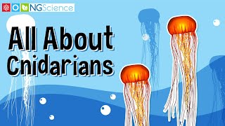 All About Cnidarians [upl. by Ahsrop]