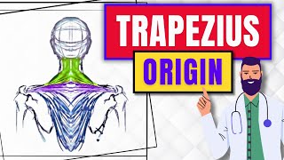 What Is The Origin Of The Trapezius Muscle [upl. by Leacim]