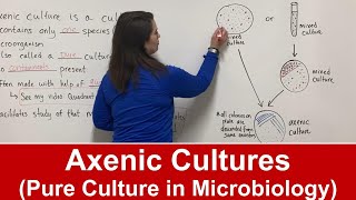 Axenic Culture in Microbiology [upl. by Oterol]