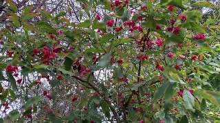 Pfaffenhütchen bienenfreundlich und stark giftig im Schlosspark Biebrich am 06102024 [upl. by Adao]