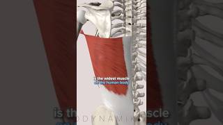 Latissimus Dorsi Anatomy amp Training [upl. by Kumagai156]