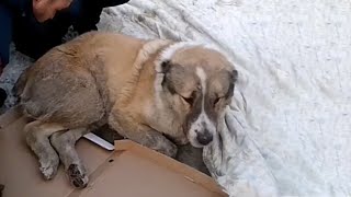 Giant Dog Collapsed In The Snow Lying There For 2 Days In The Cold Starving [upl. by Kimble457]