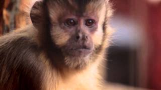 Capuchin monkeys enjoying lunch in the new exhibit [upl. by Alaunnoif]