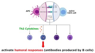 Cytokines and Chemokines [upl. by Lehpar]