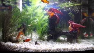 Cold water and tropical fish together in one tank [upl. by Anidam]