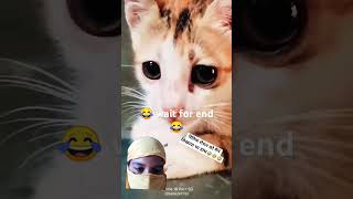 cat cartoon catlover comedy viralshort [upl. by Eleumas108]