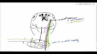 Neuroanatomy  Spinothalamic Tract amp Spinal Tectal Tract USMLE [upl. by Wanids]