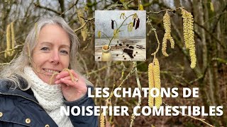 Chatons de noisetier comestibles [upl. by Aivil]