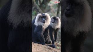 Khỉ đuôi Sư tử  Chiếc đuôi giống loài Sư tử monkeys lion animals vatv1412 [upl. by Gwenn]