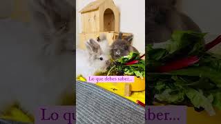 Esto es lo que debes aprender para cuidar a tu conejo 🐰 [upl. by Madden216]