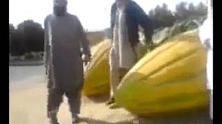 The Biggest Melon in Afghanistan [upl. by Ardna59]