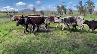 Dudgeon Cows amp Calves [upl. by Laemsi]