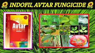 Avtar fungicide  zineb 68hexaconazole 4wp  Indofil  Avtar fungicide price dose work result [upl. by Iy]